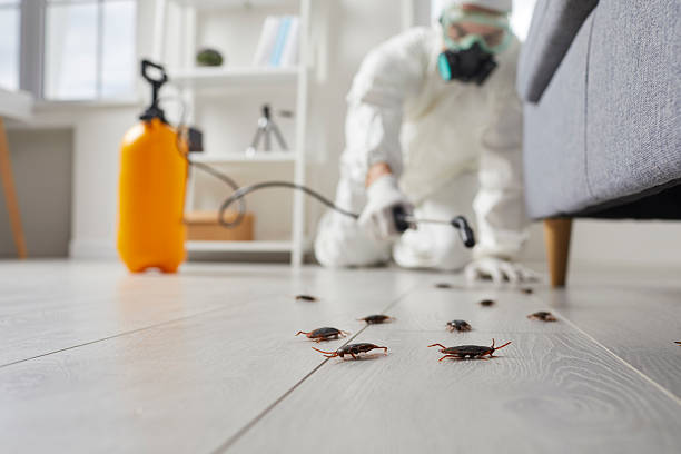 Commercial Kitchen Cockroach Control in Cabazon